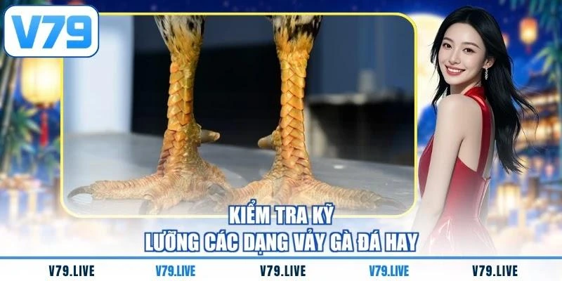 Kiểm tra kỹ lưỡng các dạng vảy gà đá hay