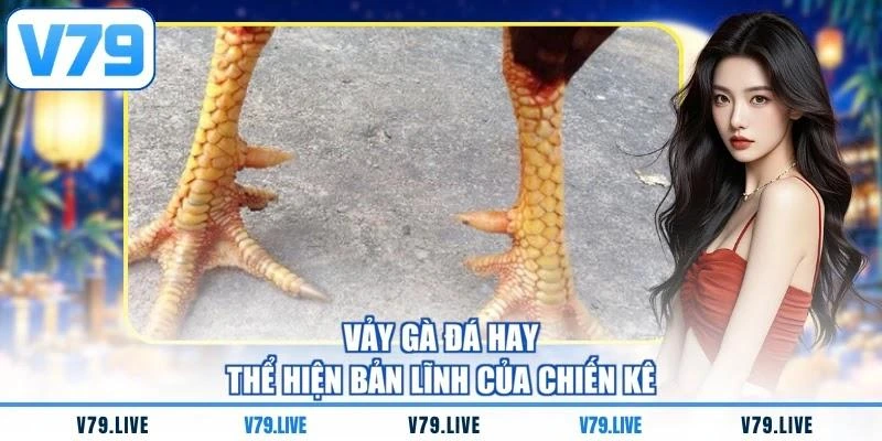 Vảy gà đá hay thể hiện bản lĩnh của chiến kê